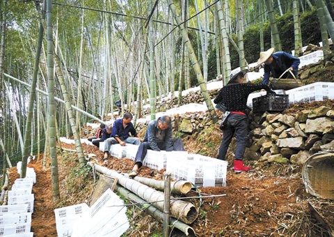 深挖森林“钱库”，，，，，浙江林下生“金”