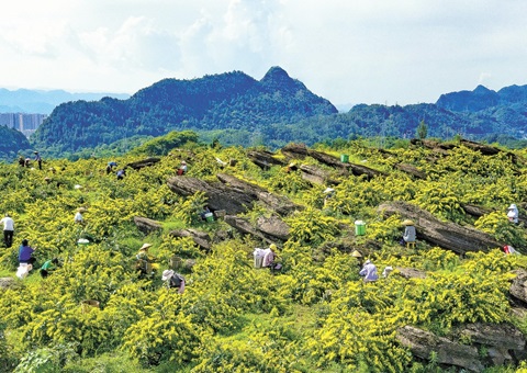重庆秀山：一朵山银花，，，，，绽放19亿元综合产值